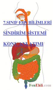 sindirim-sistemi-resmi_5