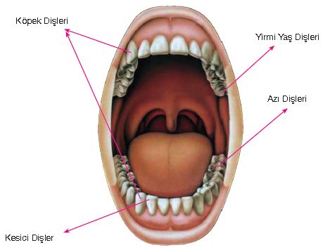Dişlerimiz ve Diş Çeşitleri