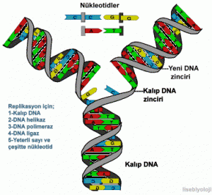 DNA'nın Kendini Eşlemesi