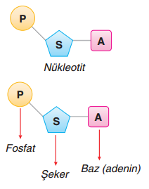 Nükleotidlerin Yapısı
