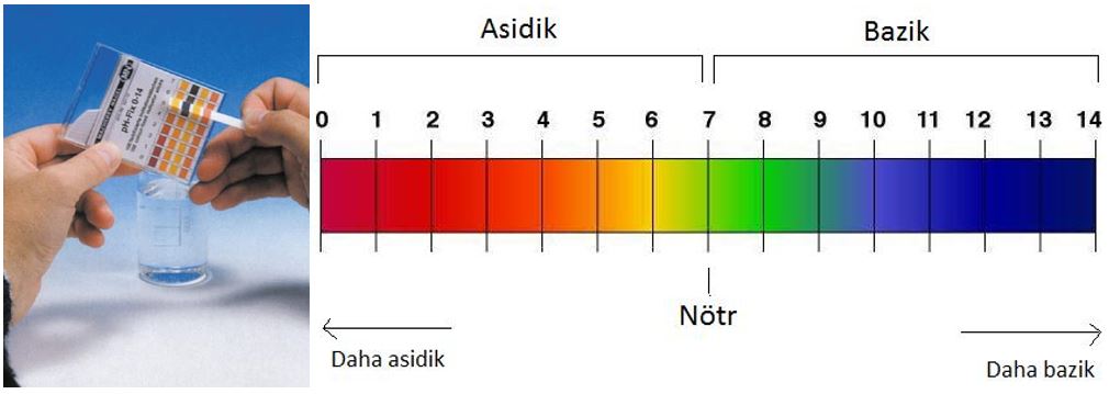 Turnusol Kağıdı ve pH ölçeği(skalası)
